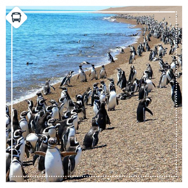 PUERTO MADRYN | VACACIONES