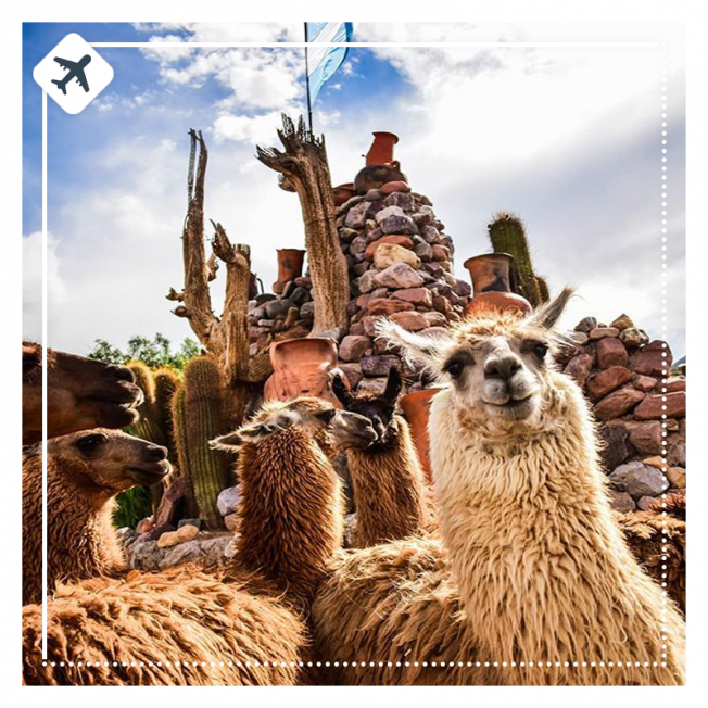 NOROESTE PLENO JET - BUS